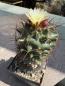 Preview: Coryphantha tulensis